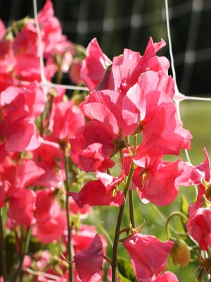 LATHYRUS odoratus Watermelon